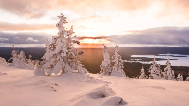 snow trees in rays of pink sunset. frozen forest on hillside in winter - color image light pink dramatic sky imagens e fotografias de stock