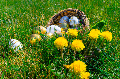 Easter basket eggs. Golden egg with yellow spring flowers in celebration basket on green grass background. Traditional decoration in sun light