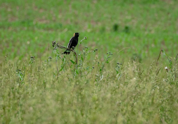 istock Bobolink in the grass 1296924853