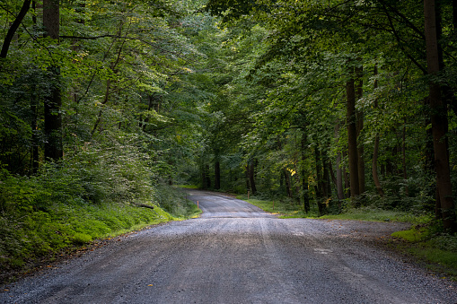 The beauty of a dirt road in the forest wilderness.