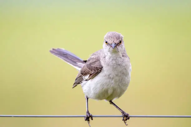 Photo of Mockingbird Sitting on a Wire