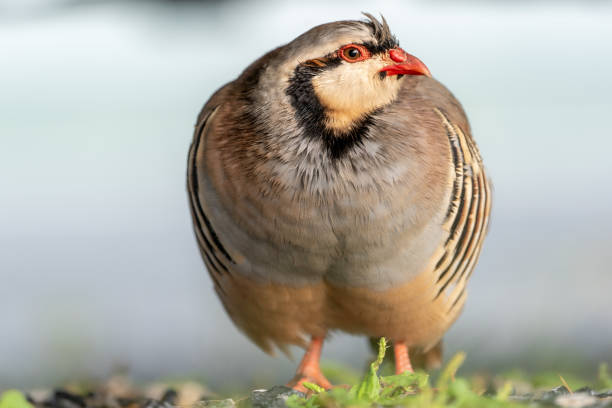 istock Wild Chukar in the Outdoors 1296926460