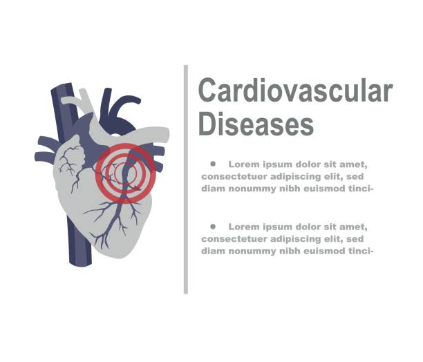 인간의 심장 해부학은 흰색 배경에 고립. 벡터 일러스트레이션 - heart shape human vein love human artery stock illustrations