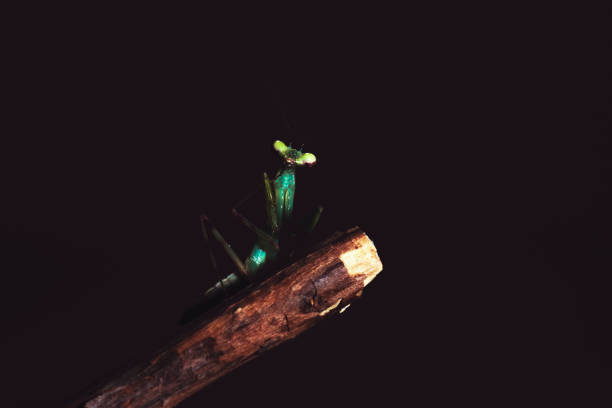 Close focus mantis on the branches of rose tree