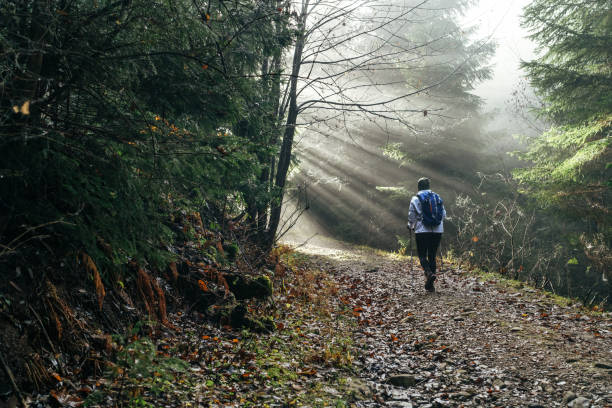 istock Woman with backpack have a forest walk using a trekking poles. She walking by the forest path with trees tunnel and magical sun beams shinning through the branches. Active people concept image. 1296926860