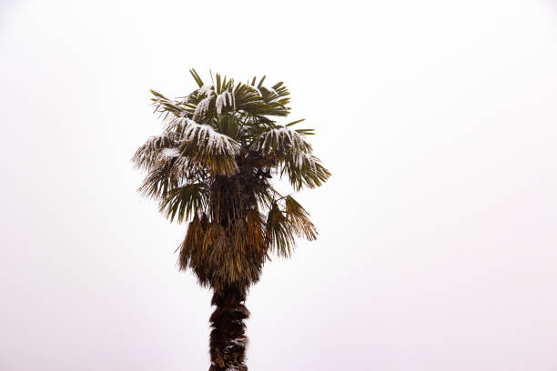 Tropical palm tree with snow on the branches. Isolated on a white background. Winter.