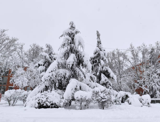 istock Urban landscape with snow. Pine branches covered with snow. Landscape. 1296927901