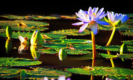 Water lilies growing in a pond