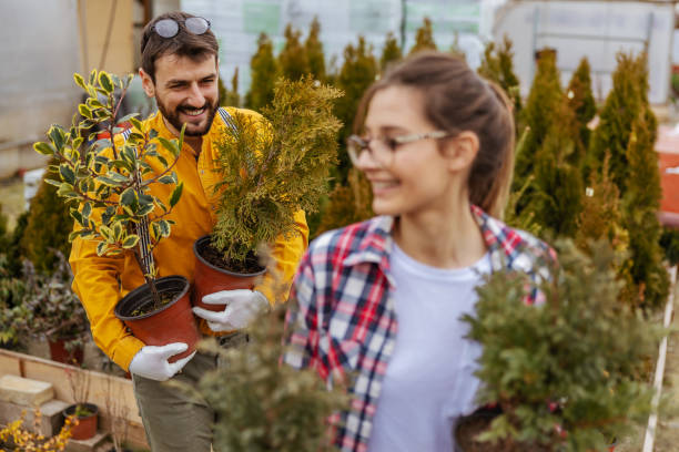 Two smiling gardeners holding pots with evergreen trees and relocating it. Selective focus on man.