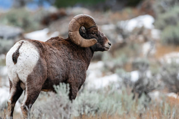 istock Bighorn Sheep Winter in Montana 1296929051