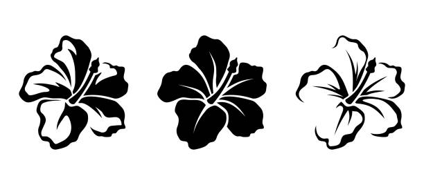 Hibiscus flowers. Vector black silhouettes. Vector set of black silhouettes of tropical hibiscus flowers isolated on a white background. hibiscus stock illustrations