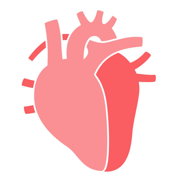 neworganset - human heart heart disease healthy lifestyle human internal organ stock-grafiken, -clipart, -cartoons und -symbole