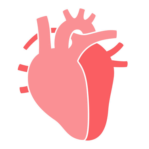 illustrazioni stock, clip art, cartoni animati e icone di tendenza di nuovoorganset - aorta