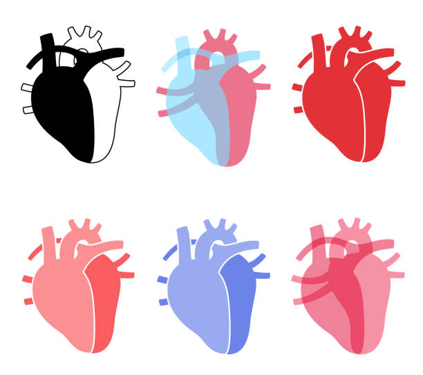 herz-set-symbole - human heart heart disease healthy lifestyle human internal organ stock-grafiken, -clipart, -cartoons und -symbole