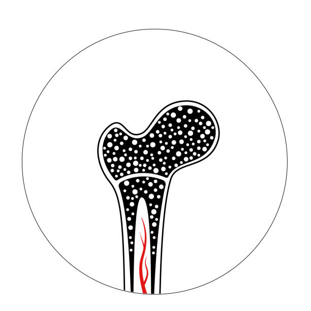 Knochenmark Rind Knochenmark - Illustrationen und Vektorgrafiken - iStock