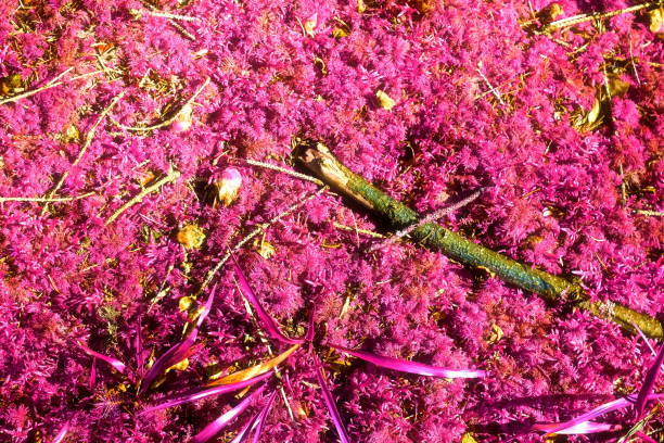 istock Detailed close up view at pink an d purple moss textures on a forest ground. 1296932434