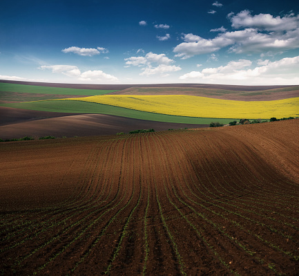corn, rapeseed and wheat agricultural fields in spring under the clear blue sky