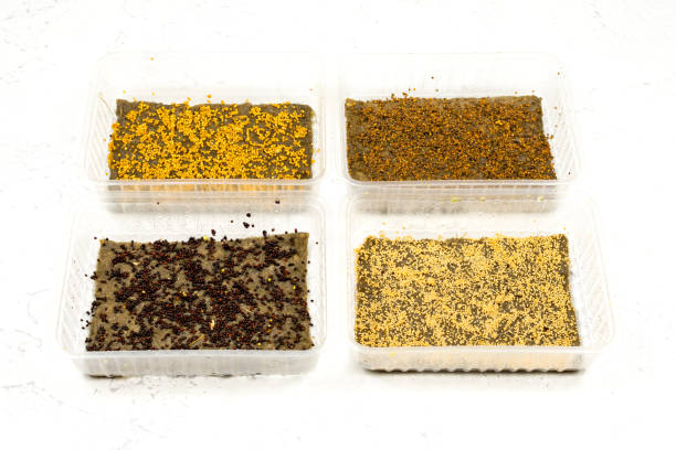 istock Planting seeds in microgreening trays. Seed germination. Growing microgreens. 1296932852