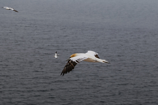 Sea birds on the cliffs of Helgoland in the Waddell Sea off the coast of Germany