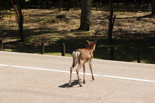 istock Wild deer crossing the road in Nara 1296933017