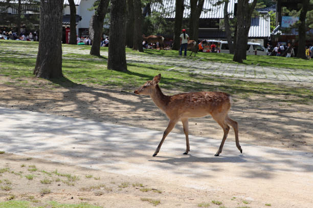 istock A deer walking in the park in Nara 1296933030
