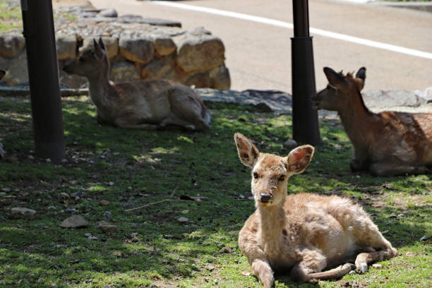 istock Deer lying in the shade of a tree in Nara 1296933053