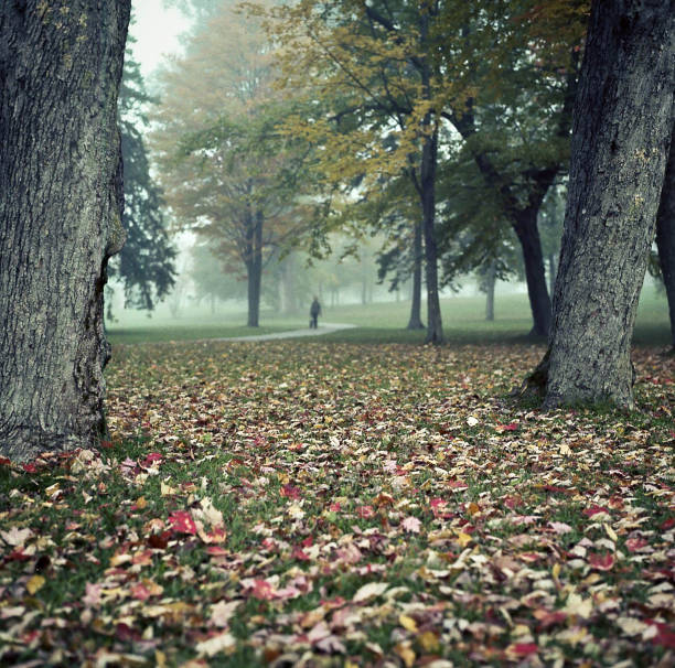 istock Fog in the Park 1296934250