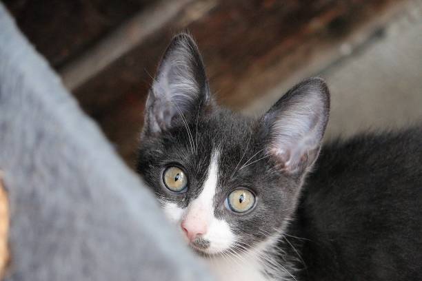 istock a beautiful small gray and white kitte head portrait who is looking into the camera 1296935799