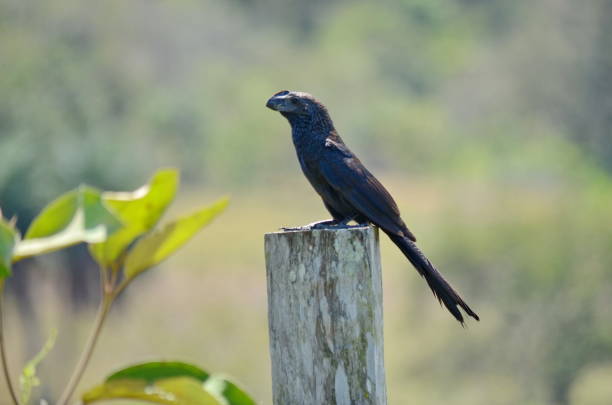 Smooth-billed ani sitting on a fence post in Costa Rica.