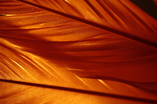 Part of 2 orange feathers with a light behind it.