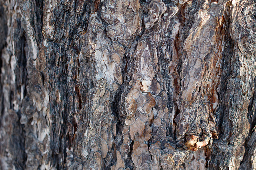 Brown grey aging scaly furrowed ridge bark of Singleleaf Pinyon, Pinus Monophylla, Pinaceae, native monoecious perennial evergreen tree in Joshua Tree National Park, Southern Mojave Desert, Winter.