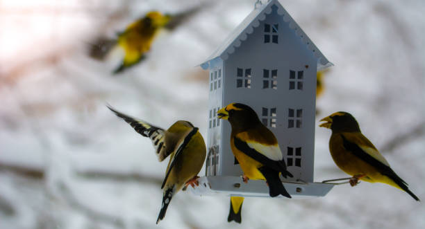 istock Evening Grosbeak at the feeder 1296937488