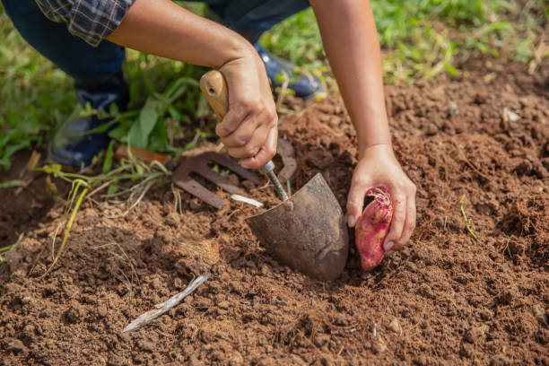 mulher irreconhecível do sudeste asiático cavando solo com espátula para plantar batata doce - southeast asian ethnicity fotos - fotografias e filmes do acervo