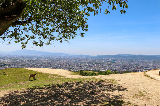 View from the top of Mt. Wakakusa in Nara