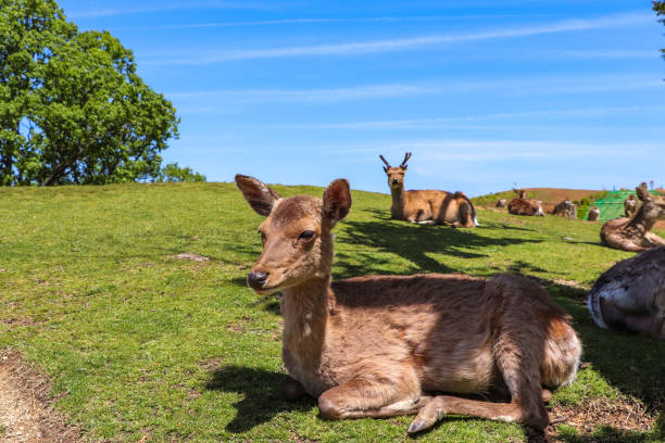 istock Sleepy deer lying on the grass 1296947325