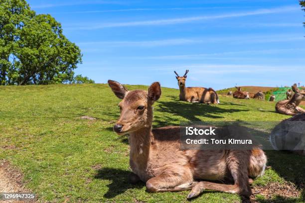 Sleepy Deer Lying On The Grass Stock Photo - Download Image Now - Nara-Koen Park, Deer, Springtime