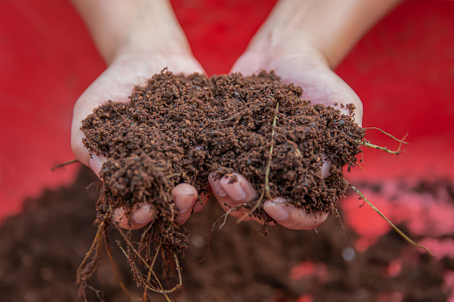 Close up shot of Asian female hands holding a fresh soil in the palms of her hands