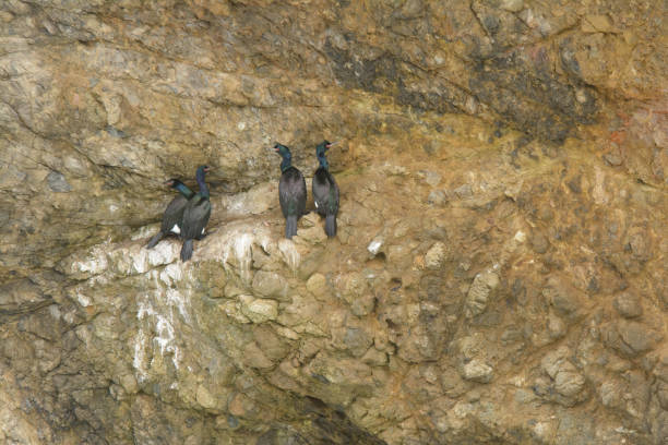 istock Cormorant birds nesting on ocean cliff face rookery 1296951814