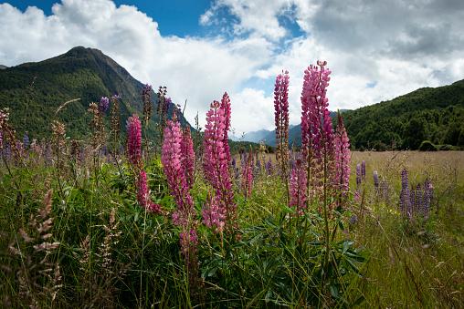 Blooming pink and purple lupine flowers in Fiordland, South Island, New Zealand