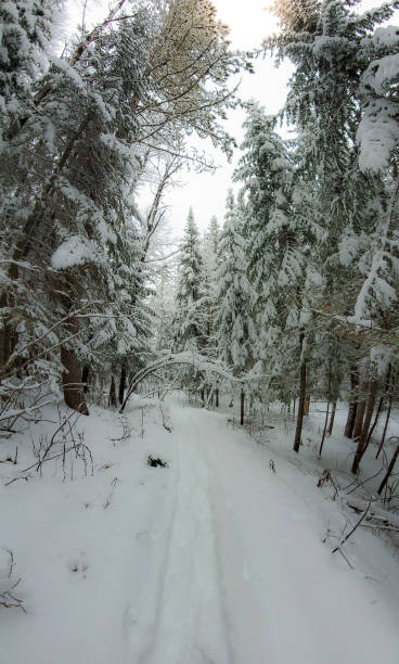 istock Winter landscape during a heavy snowfall 1296954333