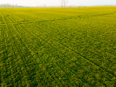 Wheat field in winter