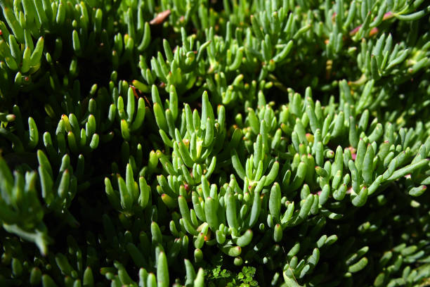 istock ice plant lampranthus 1296956124