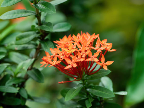 istock Close-up West Indian Jasmine Flowers Isolated on Background 1296957074