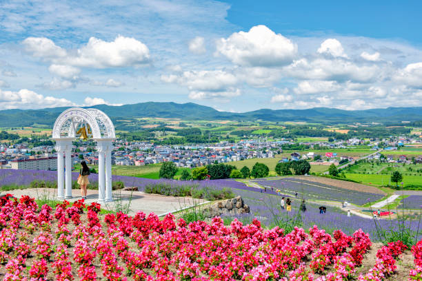 Scenic Lavender Garden on Hillside of Hinode Park in Summer, Furano, Hokkaido Japan - July20, 2019 : Tourists enjoy sightseeing Colourful Flower and Lavender Garden on Hillside of Hinode Park in Summer, Furano, Hokkaido biei town stock pictures, royalty-free photos & images