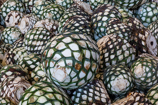 Detail of heads of blue agave. plant for the production of tequila.