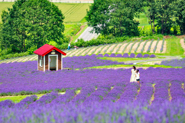 Lavender Garden on Hillside of Hinode Park in Summer, Furano,  Hokkaido, Japan Japan - July18, 2018 : Tourists enjoy sightseeing Colourful Flower and Lavender Garden on Hillside of Hinode Park in Summer, Furano, Hokkaido furano basin stock pictures, royalty-free photos & images