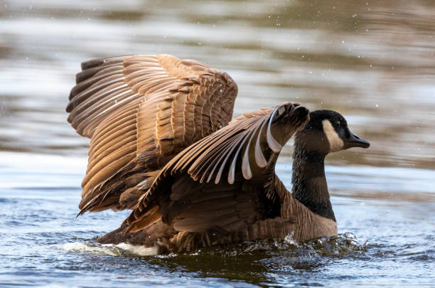 istock Canadian Goose Bathing and Flapping Wings in a Lake 1296959025