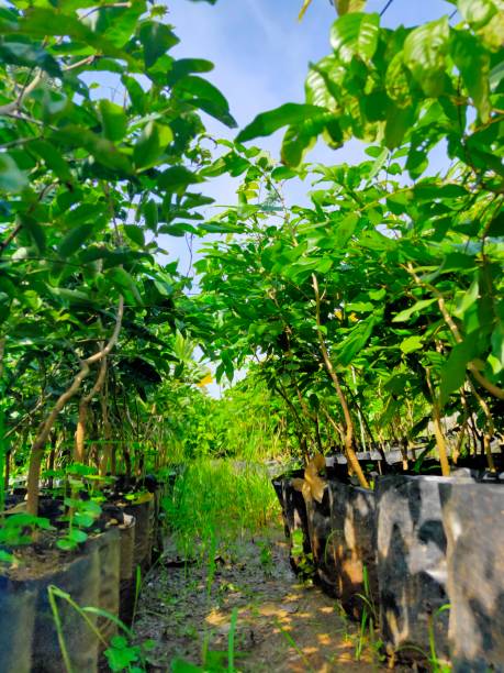 istock Longan Tree photo-wallpaper 1296959129