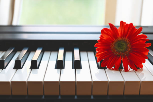 istock Red gerbera daisy flower on a piano keyboard near the open window 1296961806