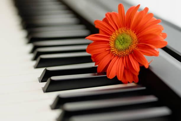 istock Red flower on a piano keyboard close up, copy space 1296961814